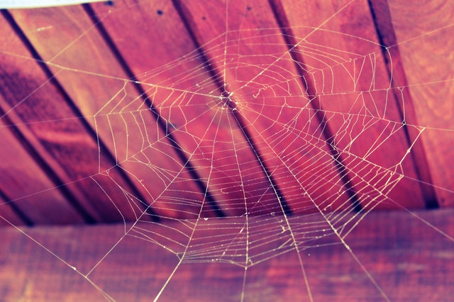 Halloween Cobweb Spider
