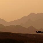 el-majestuoso-camello