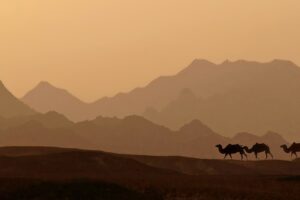 el-majestuoso-camello