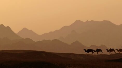 el-majestuoso-camello