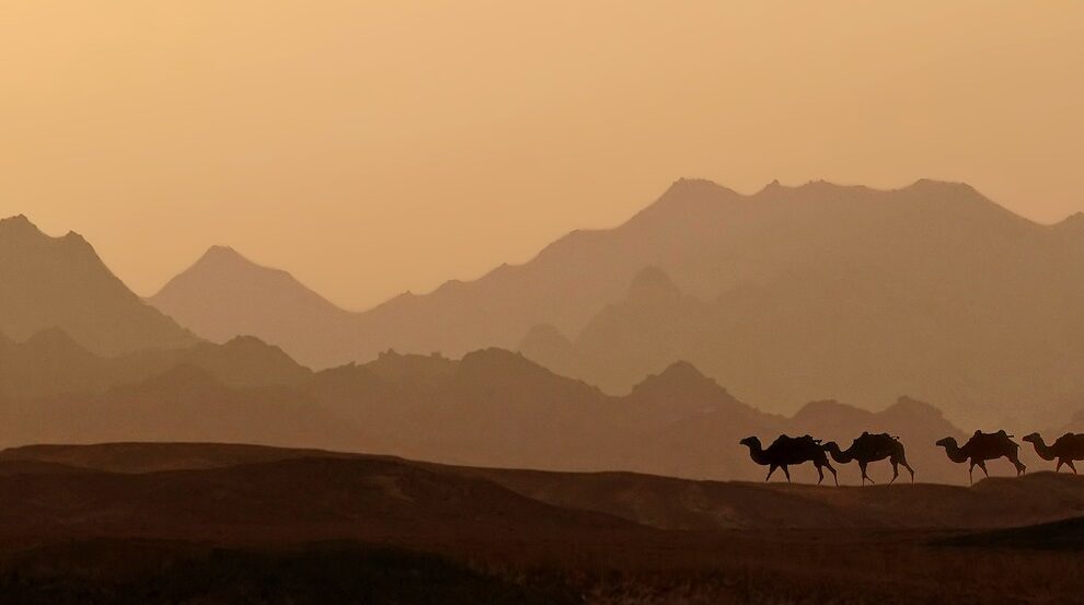el-majestuoso-camello